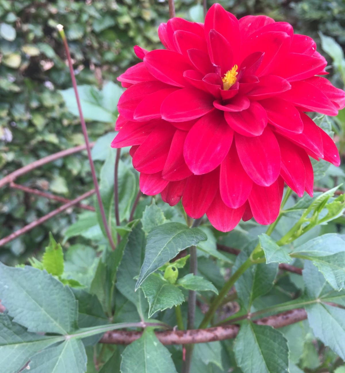 118579181_3210365089041495_5324553522213149619_o